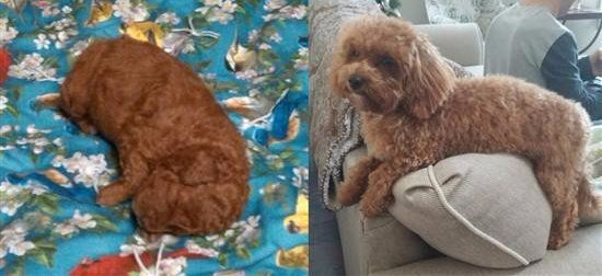 Maltipoo fading apricot coat